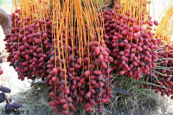 بهترین خرما صادراتی گچساران + قیمت خرید عالی