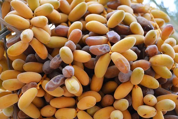 بهترین خرما صادراتی چابهار + قیمت خرید عالی
