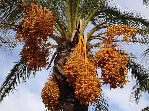 خرید شیره خرما انرژی زا + بهترین قیمت